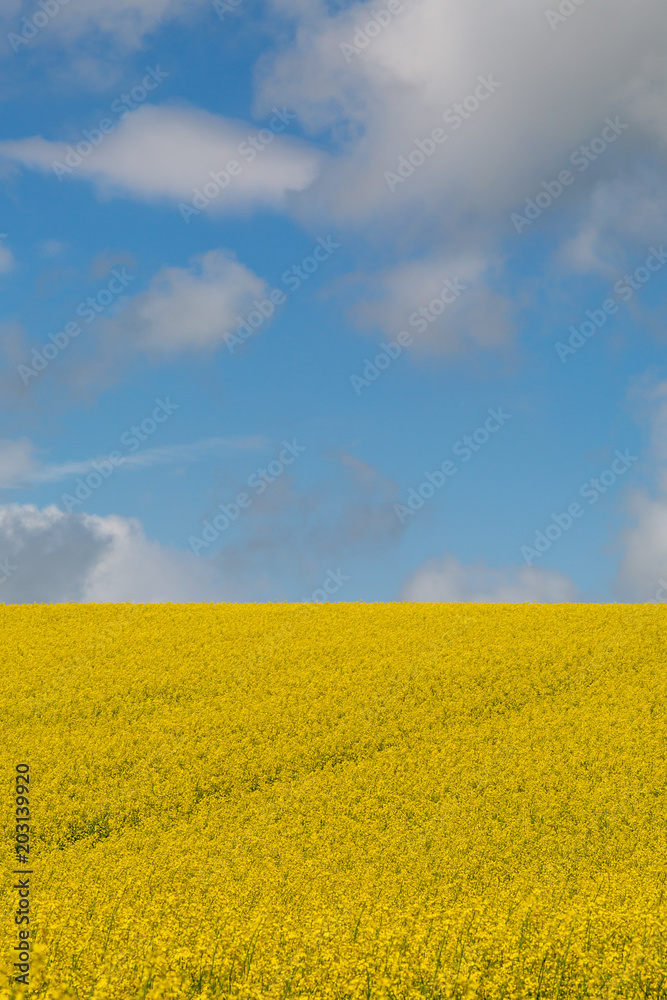 Canola/Oilseed Rape