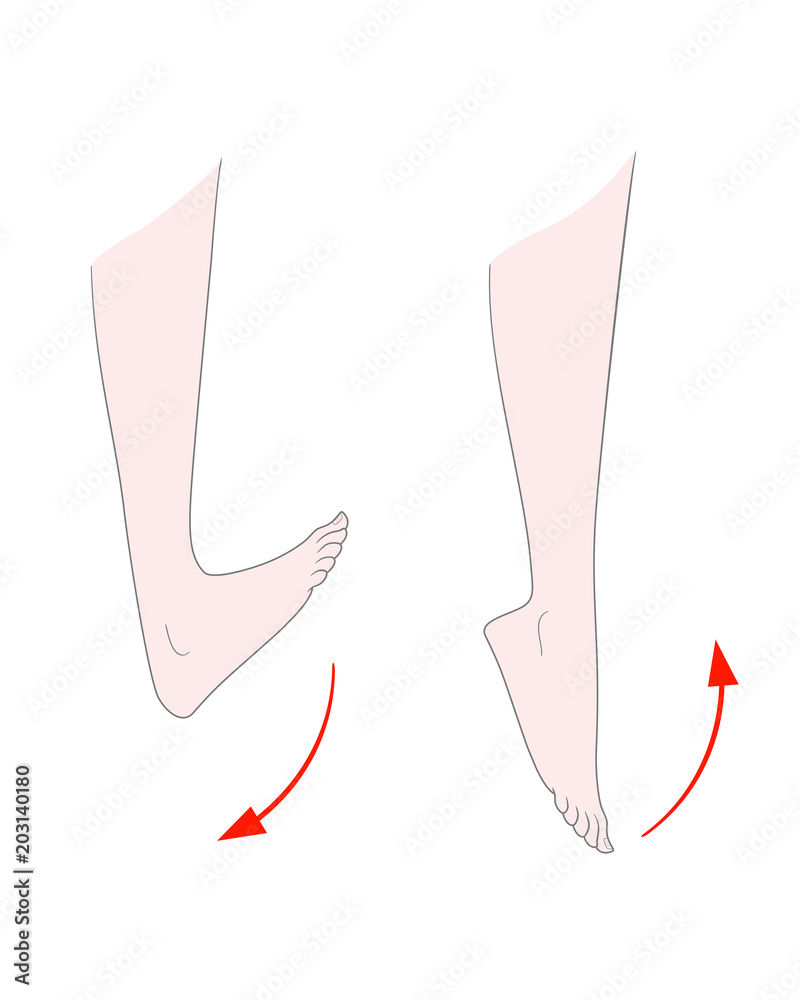 Exercise for flexibility of the ankle joint. A bare foot of a woman bends and unbends the foot. Vector. Isolated on white background. - obrazy, fototapety, plakaty 