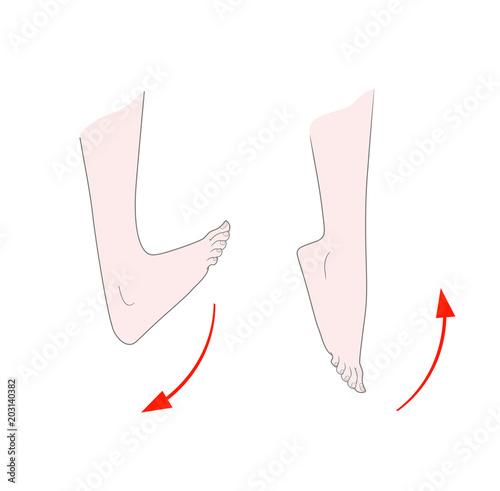 Exercise for flexibility of the ankle joint. A bare foot with a detailed image of the nails bends and unbends the foot. Vector. Isolated on white background.