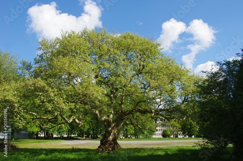 Un arbre du parc de Bréquigny