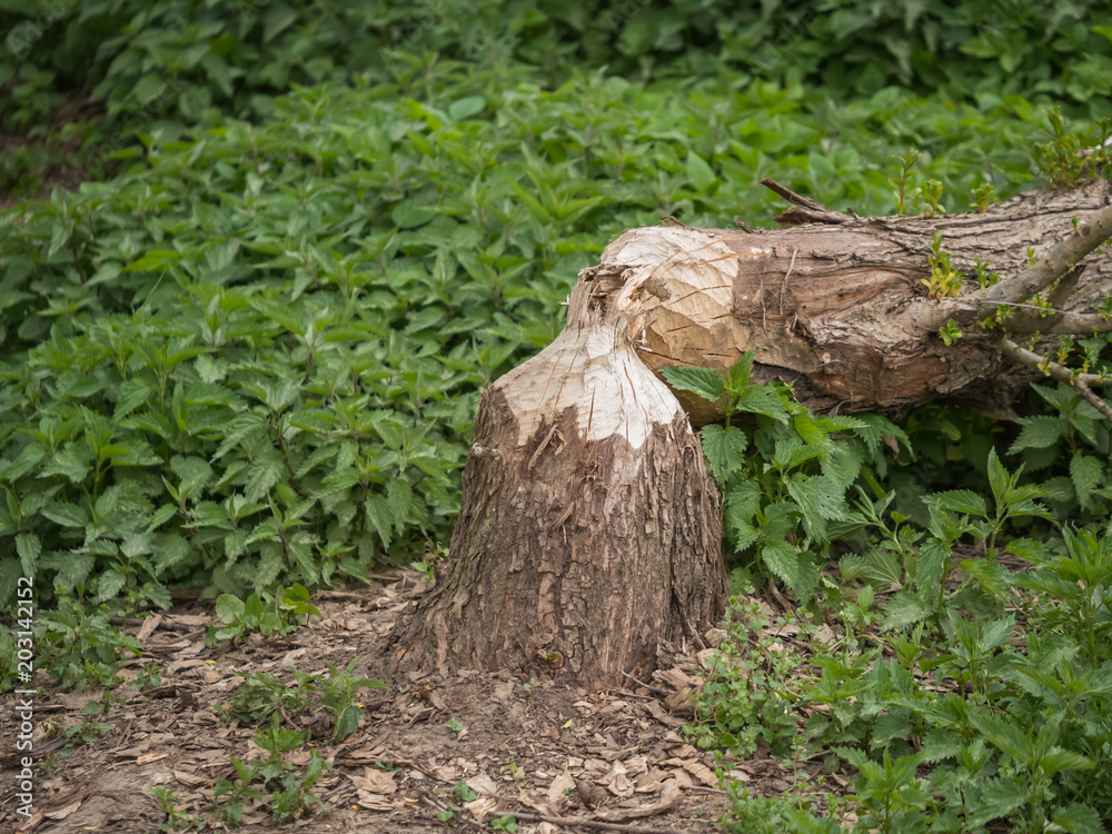 Biber Baum Problem Problembiber Biber Baum Problem Problembiber