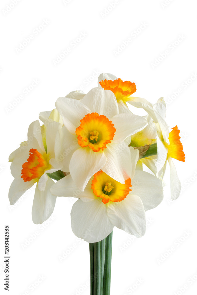Narcissus flowers isolated on white background
