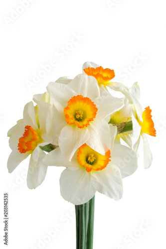 Fototapeta Naklejka Na Ścianę i Meble -  Narcissus flowers isolated on white background

