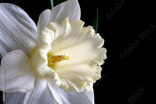 White narcissus flower isolated on black background

