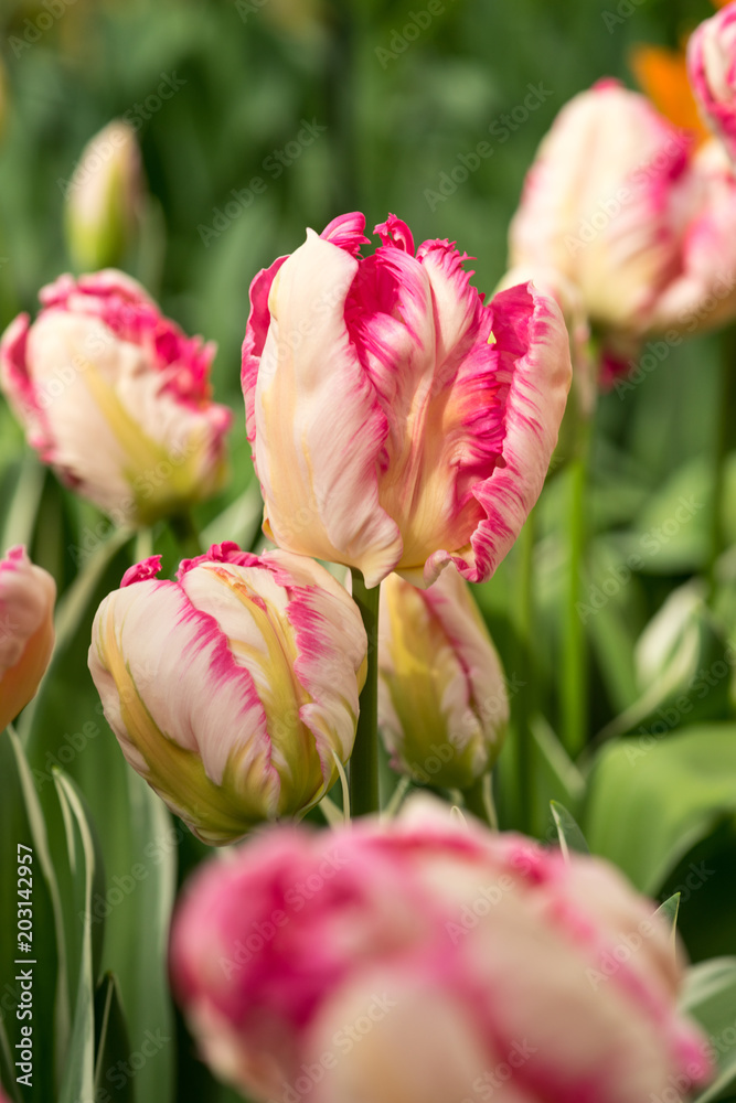 Close-up of a pind and white tulip Close-up of a pind and white tulip