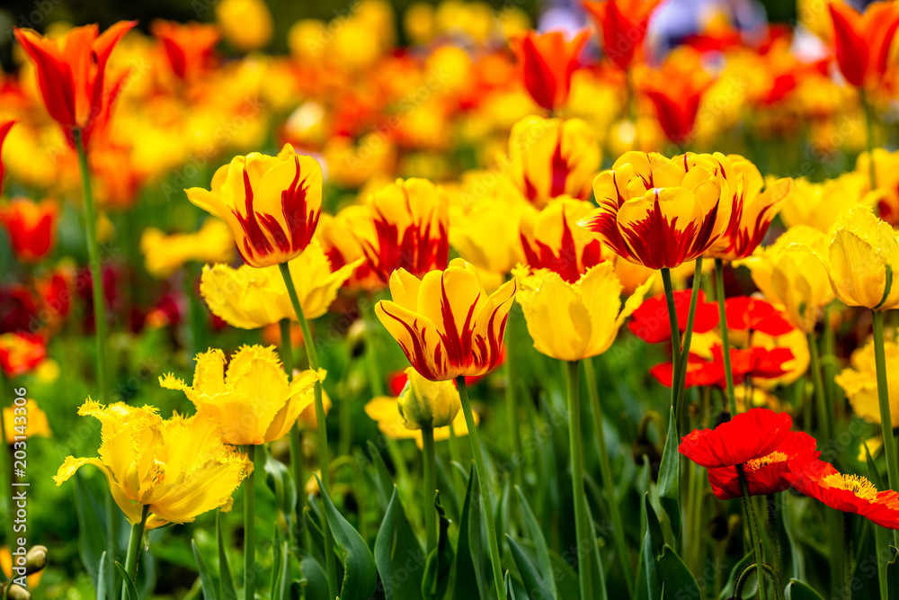 close-up to colourful read and yellow tulip flowers