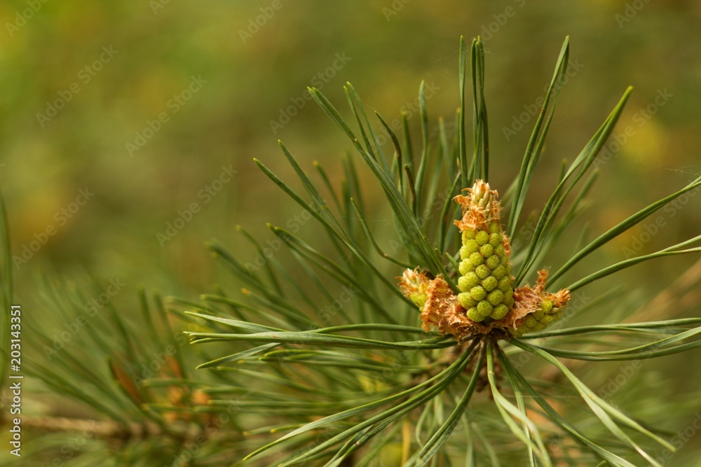 Spring pine cone green needle, pine twig, spring background. Spring pine cone green needle, pine twig, spring background.