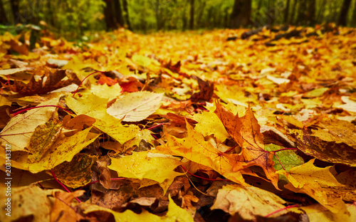 Fallen yellow leaves in autumn forest