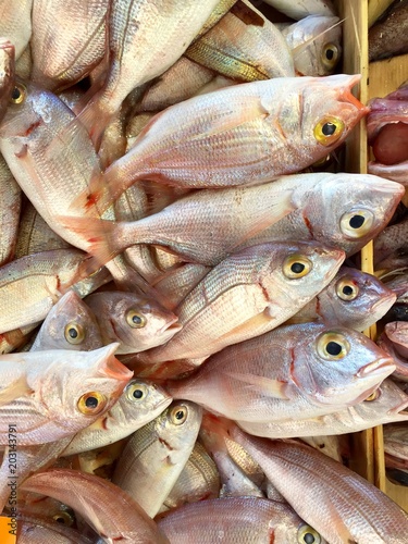 Raw mackerel fish on display for sale. pelagic fish. Seafood. photo
