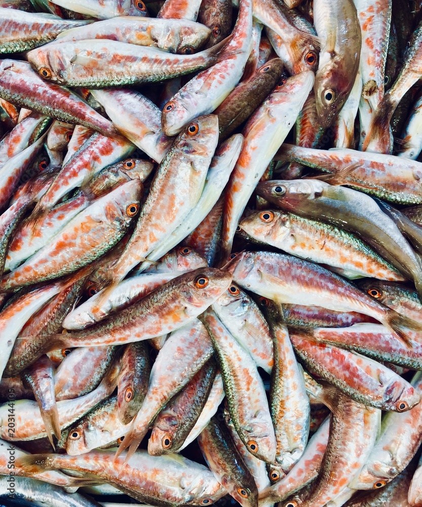 Raw mackerel fish on display for sale. pelagic fish. Seafood. Raw mackerel fish on display for sale. pelagic fish. Seafood.