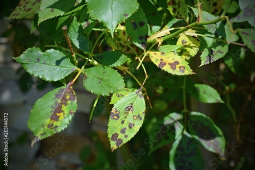 Canvastavla Diplocarpon rosae, rose black spot disease