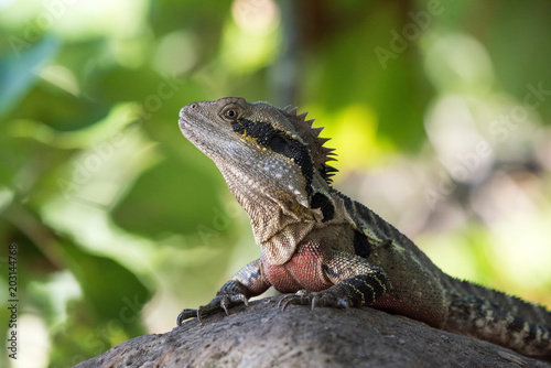 Eastern dragon lizard sitting on a rock against the green background © jodie777