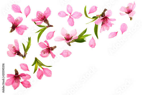 Fototapeta Naklejka Na Ścianę i Meble -  Cherry blossom, sakura flowers isolated on white background with copy space for your text. Top view. Flat lay pattern