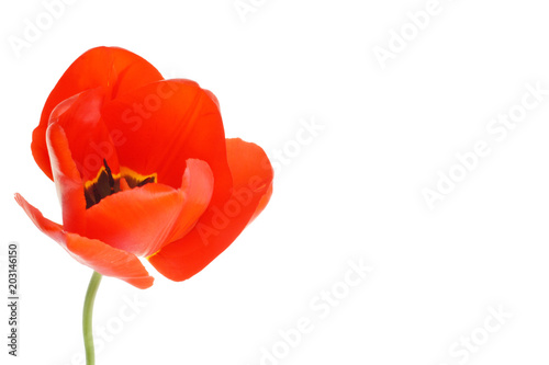   Red tulip isolated on white background    
