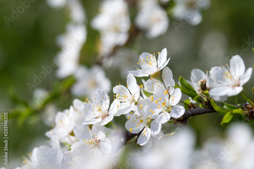 Spring border background with blossom, close-up. Abstract floral spring background. Blossoms over blurred nature background