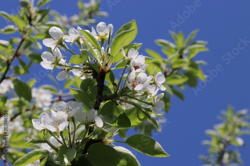 Pear Blossom
