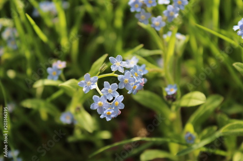 Blume auf Wiese