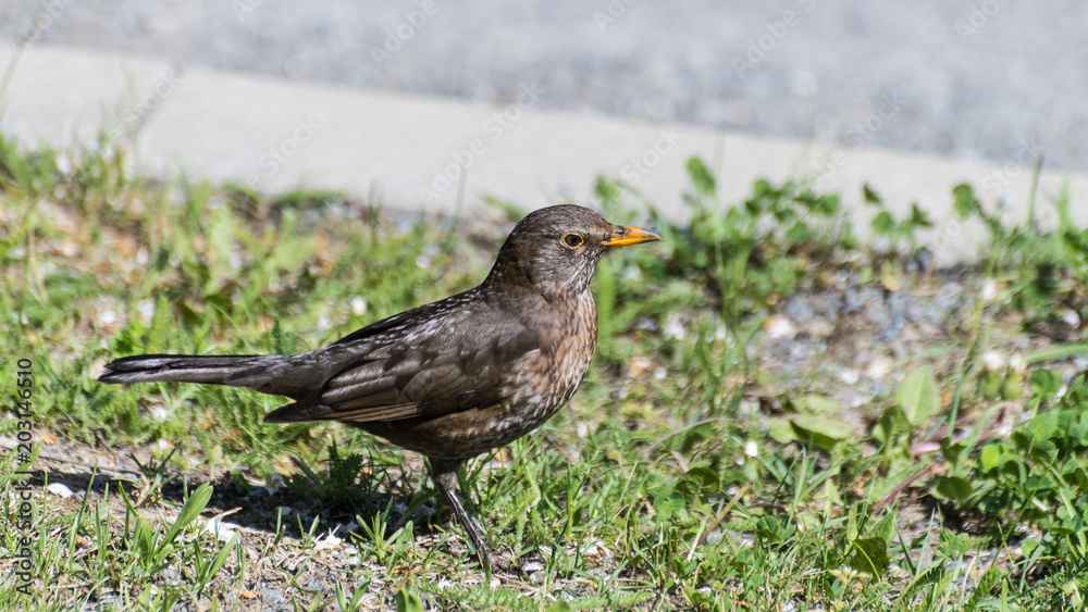 Female common or Eurasian blackbird in spring grass. Turdus merula. Close-up of cute brown-black migratory bird standing in green lawn with sidewalk in background. Side view.