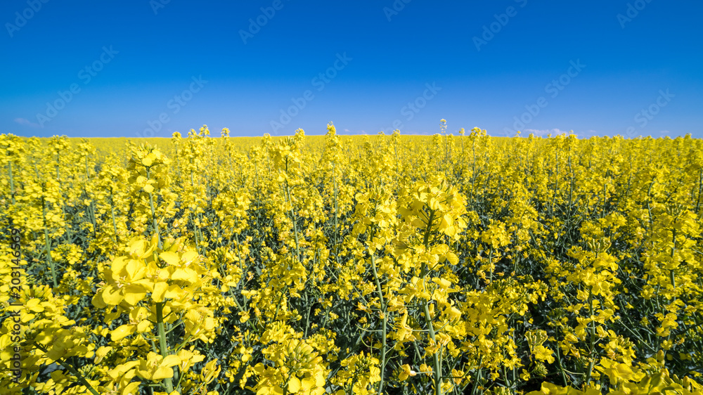 Flowering rapeseed in spring landscape. Brassica napus. Beautiful floral background of golden oilseed rape and azure blue sky. Idea of agriculture, farming, environmental protection.