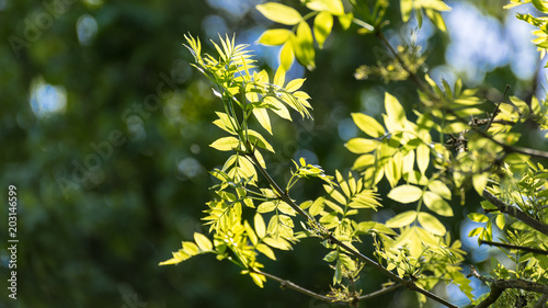 Obraz na plátně Sunlit branches of black locust