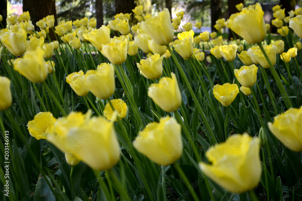 Obraz premium Yellow tulips