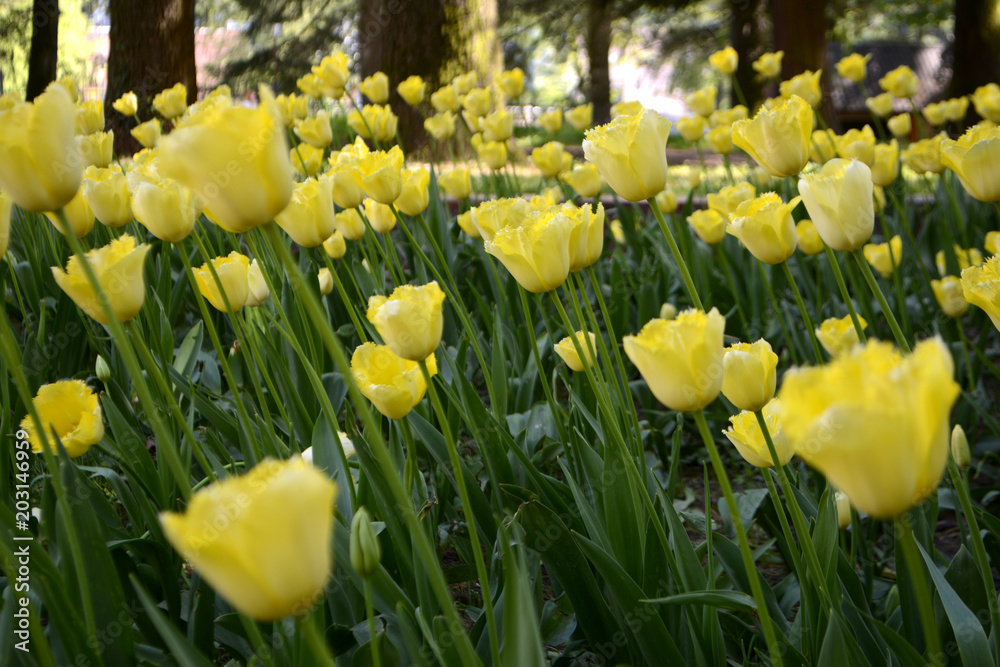 Obraz premium Yellow tulips