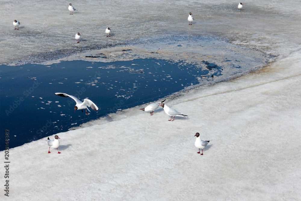 Fototapeta premium flock of black-headed gulls on the ice of the bay