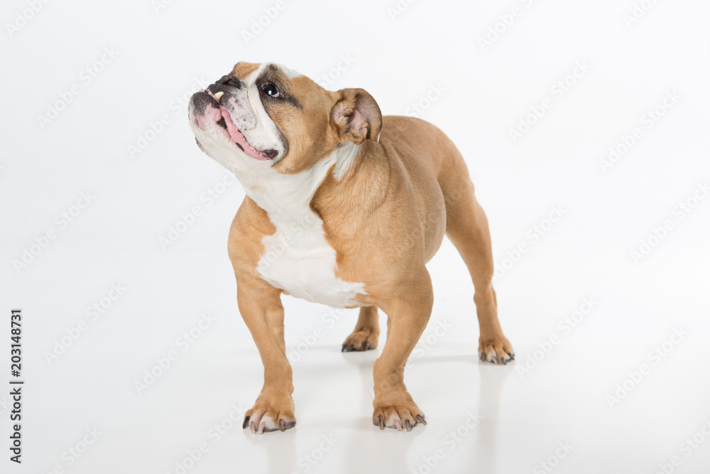 English Bulldog standing on white background looking up and to the left