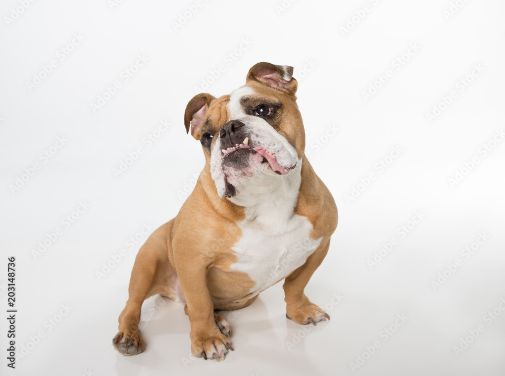 English Bulldog sitting on white background looking up and to the left
