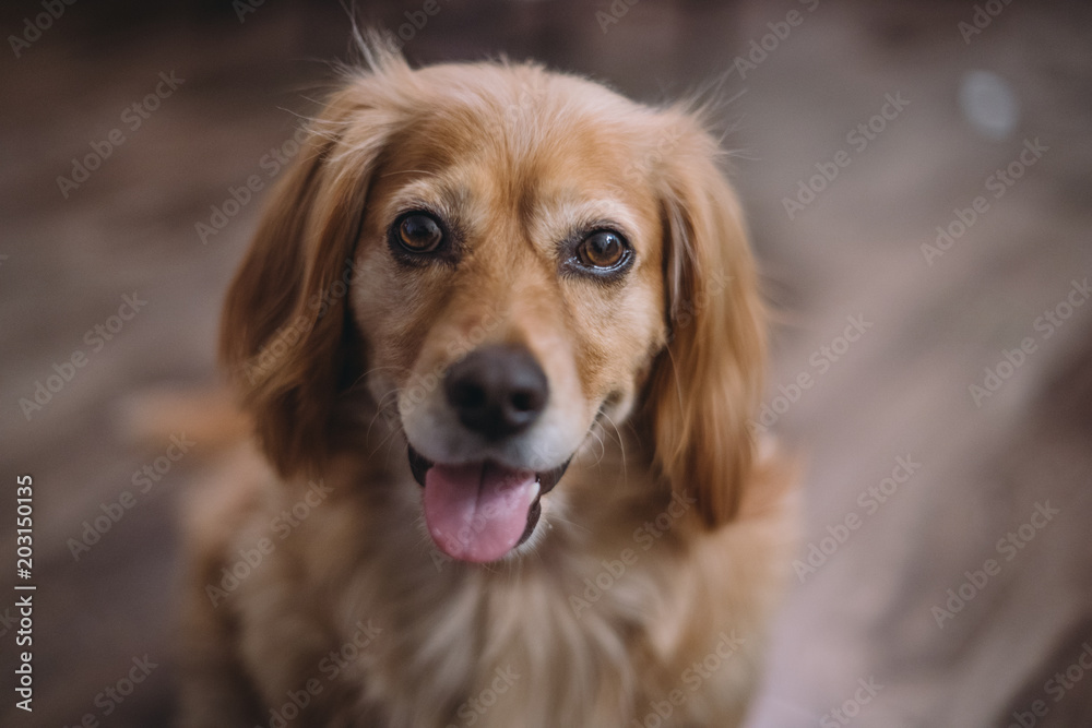 Portrait of golden dox dog smiling