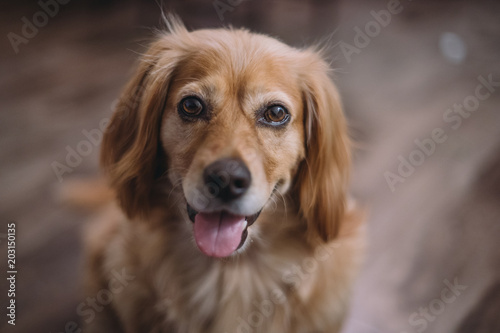 Portrait of golden dox dog smiling