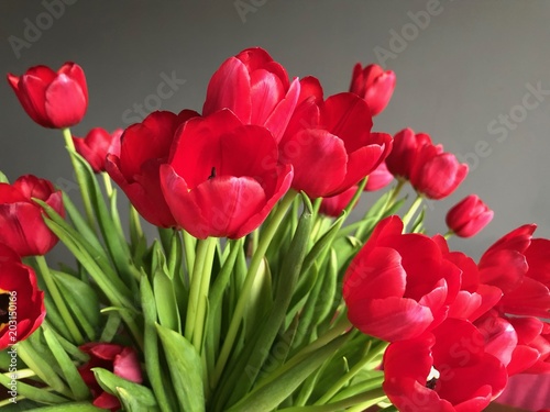 red tulips