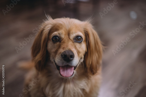 Portrait of golden dox dog smiling