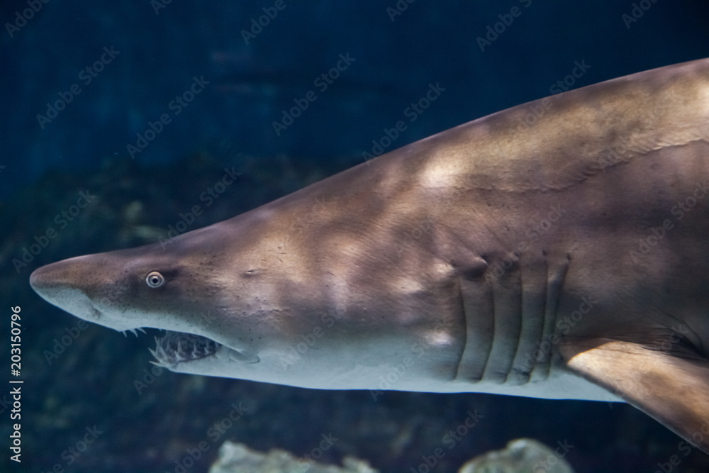 Naklejka premium Shark Closeup