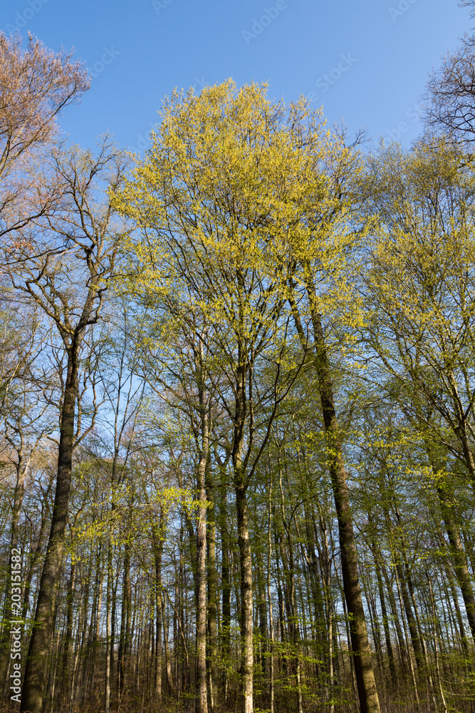 Obraz premium Ergrünte Hainbuchen (Carpinus betulus) im Schönbuch im Frühjahr