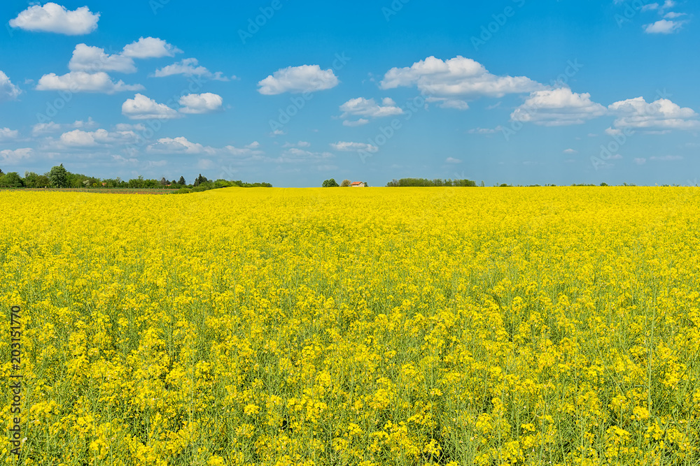 Oilseed rape field Oilseed rape field