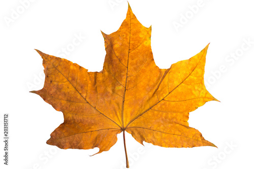 Orange maple leaf isolated on white. Autumn dry leaf