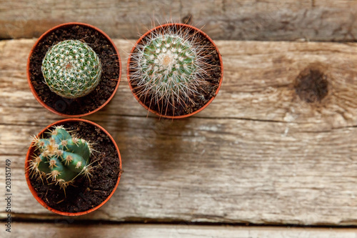 Different cactus on wooden background, ornamental plant on wood flat lay top view. Still Life Natural Three Cactus Plants on Vintage Wood Background Texture