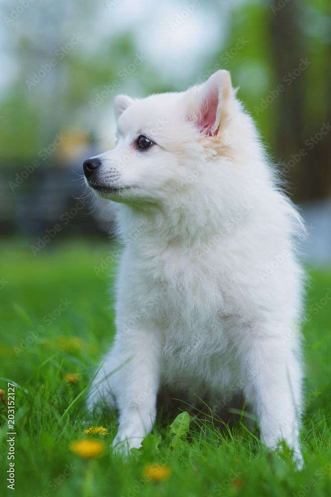 Spitz for a walk in the Park in Sunny weather Spitz for a walk in the Park in Sunny weather