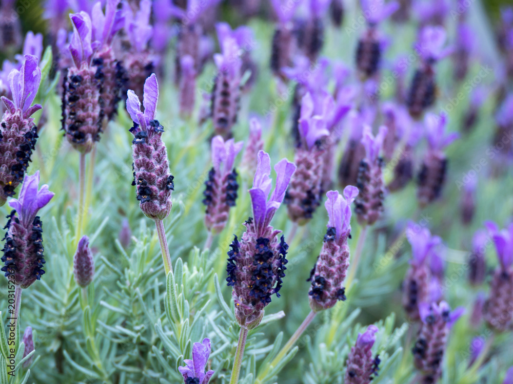 Fototapeta premium Lawenda francuska lub hiszpańska lub topped