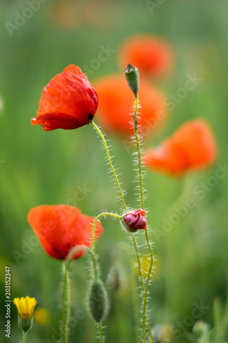 red poppies on the green field in spring
