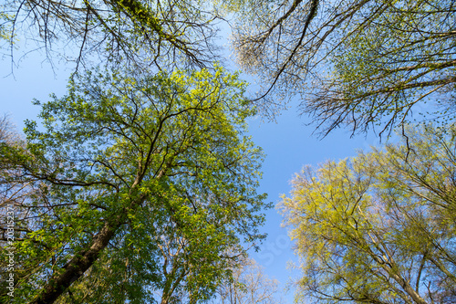 spring forest blue sky