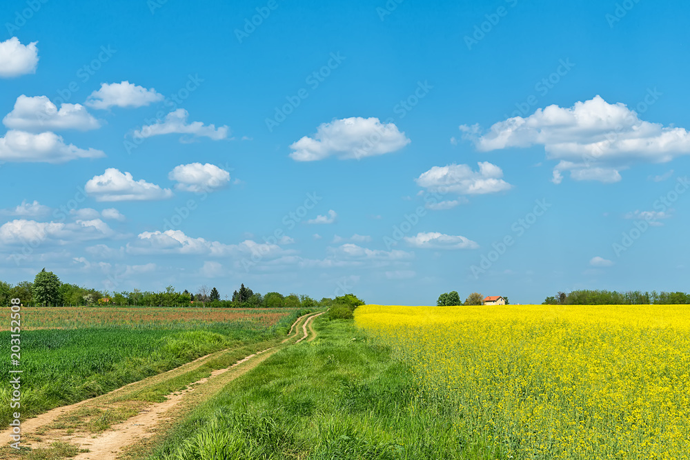 field with rapeseed and old earthy road
