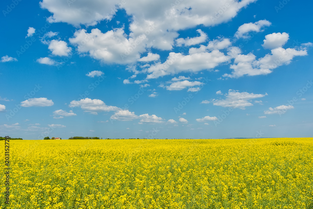 Oilseed rape field Oilseed rape field