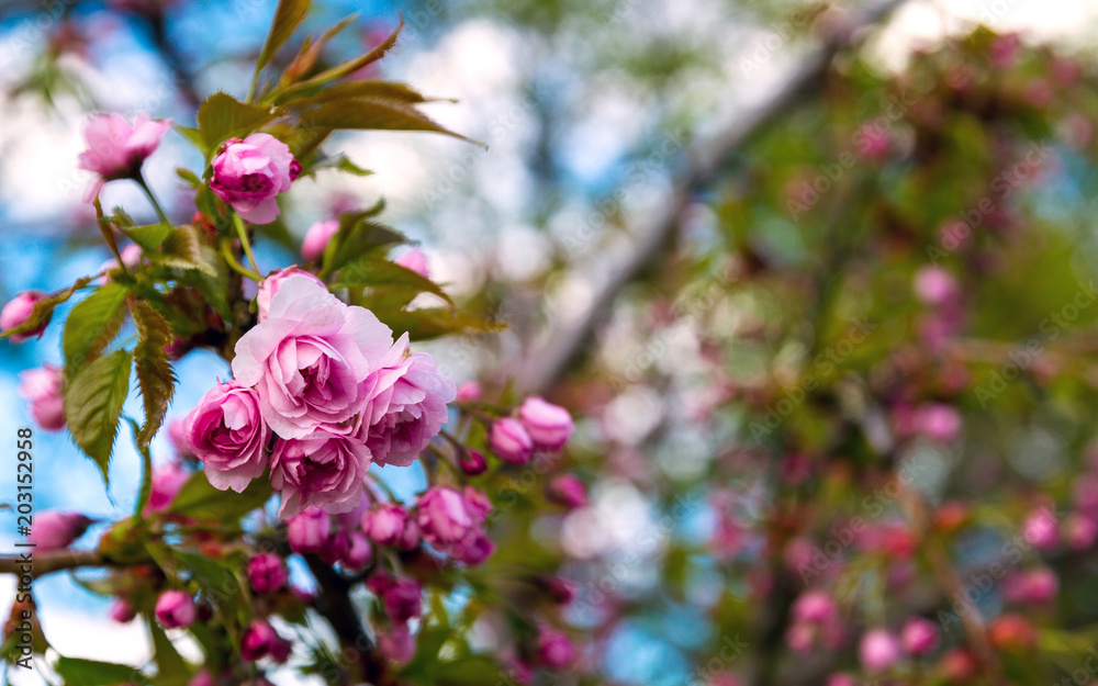 Beautiful pink flowers on tree brnches Beautiful pink flowers on tree brnches