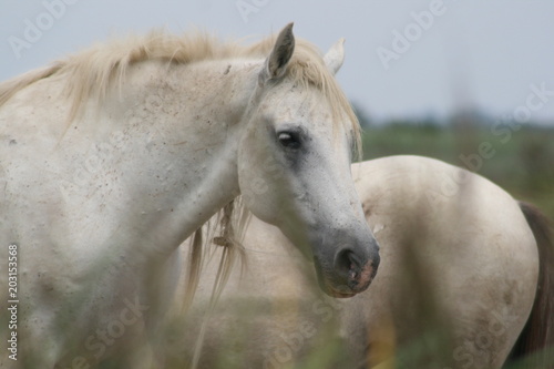 camargue horse