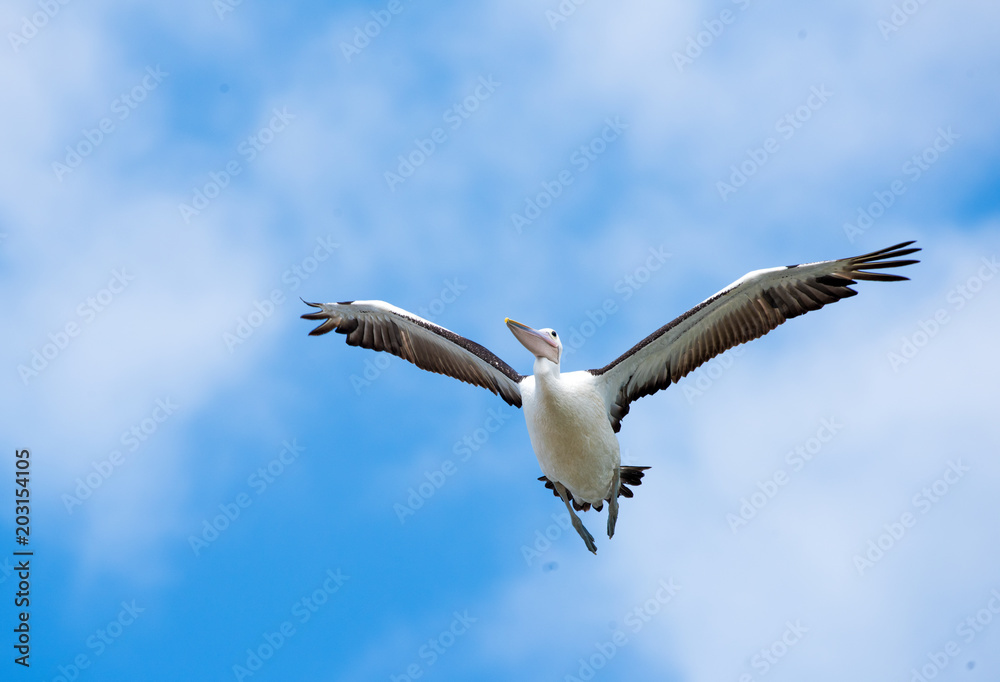 Australian white pelican flying overhead on a blue sky with cloudy mist background. Australian white pelican flying overhead on a blue sky with cloudy mist background.