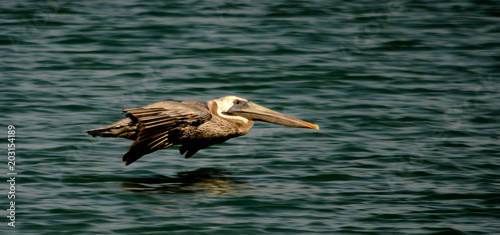 Brown pelican flying above the sea of Cabo de la Vela, Guajira, Colombia