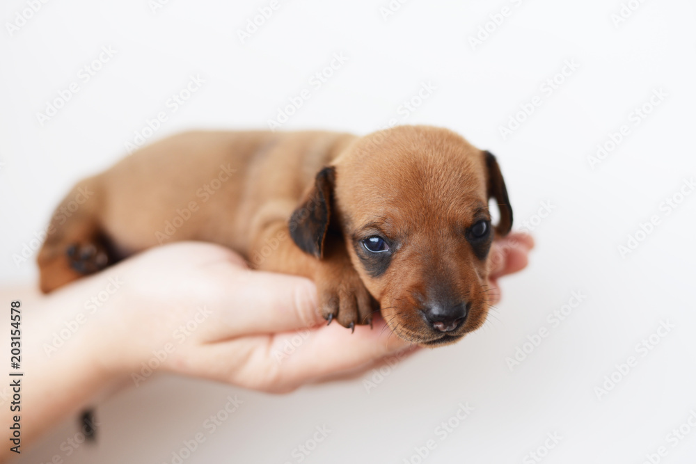 dachshund puppy portrait on white backgraund dachshund puppy portrait on white backgraund dachshund puppy portrait on white backgraund dachshund puppy portrait on white backgraund