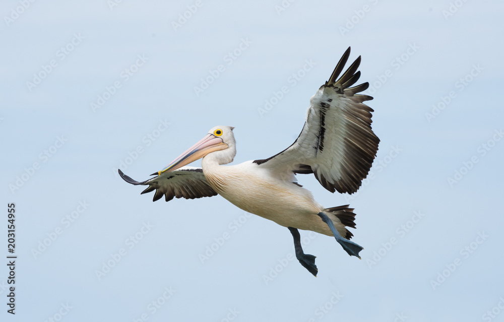 Fototapeta premium Australian white pelican flying awkwardly in the air against the blue sky.